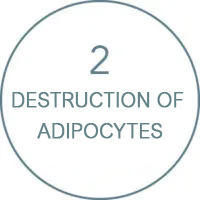 destruction-of-adipocytes